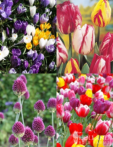 Menu Prime Fall Flower Bulb Garden 3 Menu Prime Fall Flower Bulb Garden