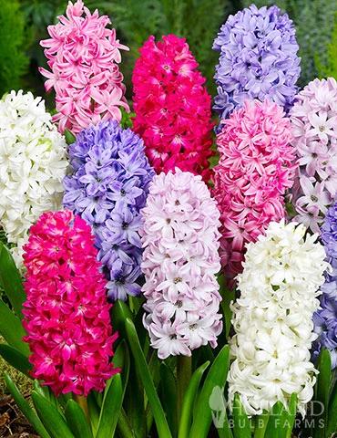 Menu Deer Proof Spring Garden 8 Menu Deer Proof Spring Garden - Image 6