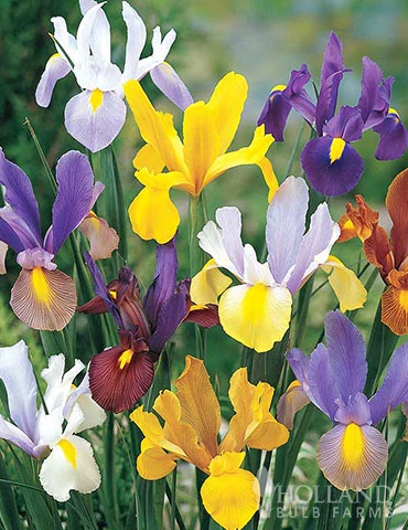 Menu Deer Proof Spring Garden 6 Menu Deer Proof Spring Garden - Image 4