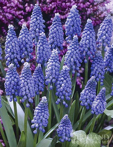 Menu Deer Proof Spring Garden 5 Menu Deer Proof Spring Garden - Image 3