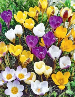 Menu Bloom Parade Garden Kit- 60 Days Of Blooms -Outlet Holland Bulb Farms Store 89510 bloom parade garden 2