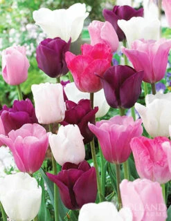 Menu Bloom Parade Garden Kit- 60 Days Of Blooms -Outlet Holland Bulb Farms Store 89510 bloom parade garden 3