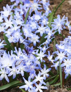 Menu Bloom Parade Garden Kit- 60 Days Of Blooms -Outlet Holland Bulb Farms Store 89510 bloom parade garden 4