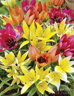 Menu Bloom Parade Garden Kit- 60 Days Of Blooms -Outlet Holland Bulb Farms Store 89510 bloom parade garden 5