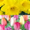 Menu 100 Tulips & Daffodils Collection -Outlet Holland Bulb Farms Store 89511 100 tulips and daffodils collection