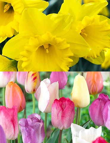 Menu 100 Tulips & Daffodils Collection 3 Menu 100 Tulips & Daffodils Collection