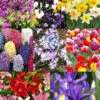 Menu 90 Days Of Spring Flowers Garden Kit -Outlet Holland Bulb Farms Store 89514