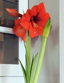 Menu Giant Red Lion Amaryllis Kit -Outlet Holland Bulb Farms Store 92108 giant red lion amaryllis kit 3