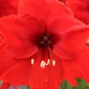 Menu Giant Red Lion Amaryllis Kit