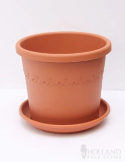 Menu Giant Red Lion Amaryllis Kit -Outlet Holland Bulb Farms Store 92108 pot