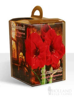 Menu Giant Red Lion Amaryllis Kit -Outlet Holland Bulb Farms Store 92108 red lion rembrandt