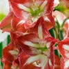 Menu Giant Minerva Amaryllis Kit -Outlet Holland Bulb Farms Store 92109 giant minerva amaryllis kit 3