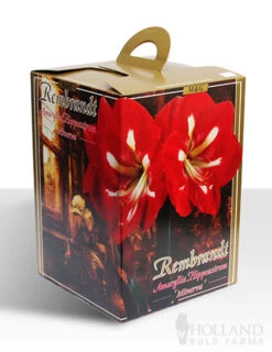 Menu Giant Minerva Amaryllis Kit -Outlet Holland Bulb Farms Store 92109 minerva amaryllis kit box