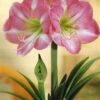 Menu Giant Charming Amaryllis Kit -Outlet Holland Bulb Farms Store 92110 giant charming amaryllis kit