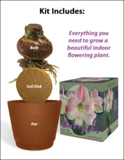 Menu Apple Blossom Amaryllis Giftbox Kit -Outlet Holland Bulb Farms Store 92111 apple blossom amaryllis 2