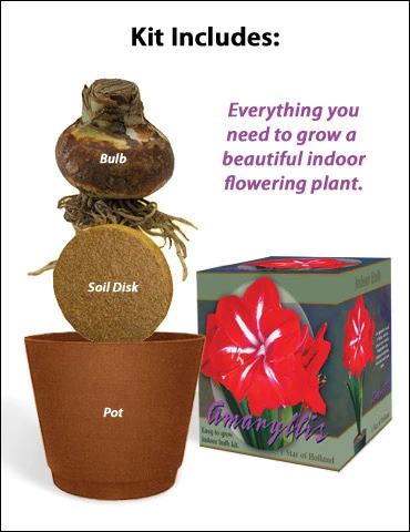 Menu Star Of Holland Amaryllis Giftbox Kit 4 Menu Star Of Holland Amaryllis Giftbox Kit - Image 2