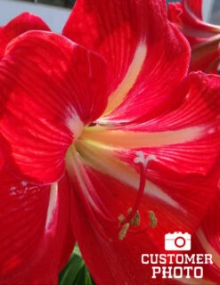 Menu Star Of Holland Amaryllis Giftbox Kit 9 Menu Star Of Holland Amaryllis Giftbox Kit -Outlet Holland Bulb Farms Store 92115 star of holland giftbox kit 4