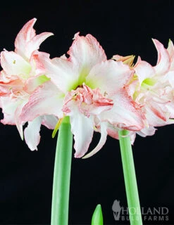 Menu Peppermint Amaryllis Collection 11 Menu Peppermint Amaryllis Collection -Outlet Holland Bulb Farms Store 92153 double record amaryllis 1