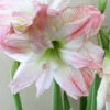 Menu Double Record Amaryllis