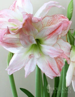 Menu Double Record Amaryllis