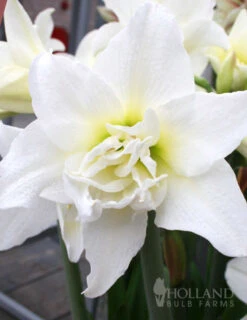 Menu Exquisite Amaryllis Collection -Outlet Holland Bulb Farms Store 92156 marilyn amaryllis