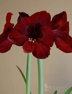 Menu Exquisite Amaryllis Collection -Outlet Holland Bulb Farms Store 92163 queen of night amaryllis 1