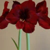 Menu Queen Of Night Amaryllis