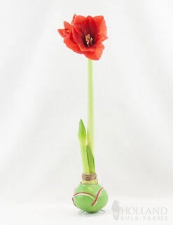 Menu Holiday Waxed Amaryllis Collection (3-Pack) -Outlet Holland Bulb Farms Store 92164 picasso wax base dipped in house with amaryllis 2