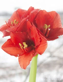 Menu Holiday Waxed Amaryllis Collection (3-Pack) -Outlet Holland Bulb Farms Store 92164 picasso wax base dipped in house with amaryllis 4
