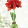 Menu Green Picasso Base Waxed Amaryllis 1 Menu Green Picasso Base Waxed Amaryllis -Outlet Holland Bulb Farms Store 92164 picasso wax base dipped in house with amaryllis 6 1