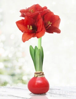 Menu American Spirit Waxed Amaryllis Collection -Outlet Holland Bulb Farms Store 92165 red wax base dipped in house 2 4