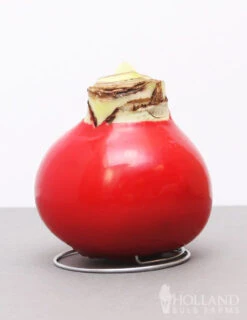 Menu American Spirit Waxed Amaryllis Collection -Outlet Holland Bulb Farms Store 92165 red wax base dipped in house 5