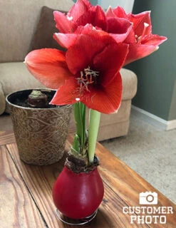 Menu American Spirit Waxed Amaryllis Collection -Outlet Holland Bulb Farms Store 92165 red wax base dipped in house 6 4