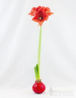 Menu Be My Valentine Waxed Amaryllis Collection (3-Pack) -Outlet Holland Bulb Farms Store 92165 red wax base dipped in house with amaryllis 2 3
