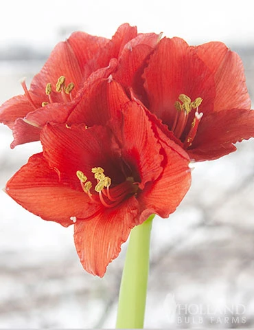 Menu Red Waxed Amaryllis Collection (3-Pack) 8 Menu Red Waxed Amaryllis Collection (3-Pack) - Image 6