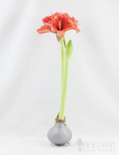 Menu Holiday Waxed Amaryllis Collection (3-Pack) -Outlet Holland Bulb Farms Store 92166 silver wax amaryllis 2 1