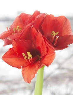 Menu Noel Waxed Amaryllis -Outlet Holland Bulb Farms Store 92166 silver wax amaryllis 4