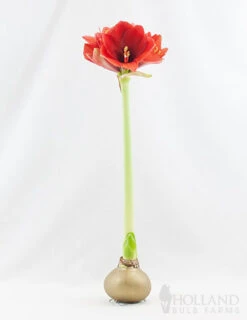 Menu Magic Waxed Amaryllis -Outlet Holland Bulb Farms Store 92167 gold wax amaryllis 2