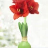 Menu Hope Waxed Amaryllis