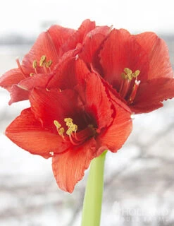Menu Spring Waxed Amaryllis Collection (3-Pack) -Outlet Holland Bulb Farms Store 92169 white wax amaryllis 4