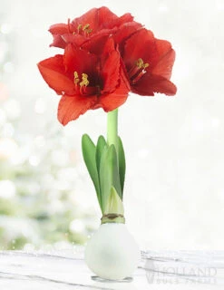 Menu American Spirit Waxed Amaryllis Collection -Outlet Holland Bulb Farms Store 92169 white wax amaryllis 6 2
