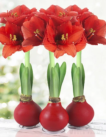 Menu Red Waxed Amaryllis Collection (3-Pack) 3 Menu Red Waxed Amaryllis Collection (3-Pack)