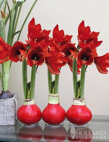 Menu Red Waxed Amaryllis Collection (3-Pack) 4 Menu Red Waxed Amaryllis Collection (3-Pack) - Image 2