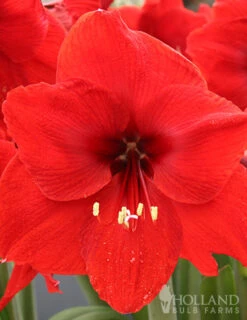 Menu Premium Red Lion Amaryllis Kit -Outlet Holland Bulb Farms Store 92172 red lion amaryllis 1