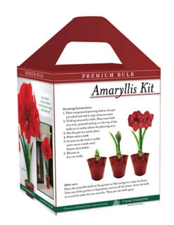Menu Premium Red Lion Amaryllis Kit -Outlet Holland Bulb Farms Store 92172 red lion amaryllis box back 1