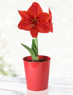 Menu Premium Red Lion Amaryllis Kit