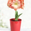 Menu Premium Minerva Amaryllis Gift Box Kit