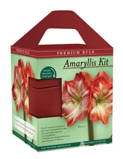 Menu Premium Amaryllis Kit Collection -Outlet Holland Bulb Farms Store 92173 minerva amaryllis kit box front