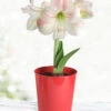 Menu Premium Charming Amaryllis Gift Kit