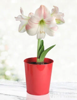 Menu Premium Amaryllis Kit Collection -Outlet Holland Bulb Farms Store 92174 charming amaryllis kit 2